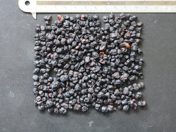 5-Geschmacks-Beere (Schisandra chinensis)