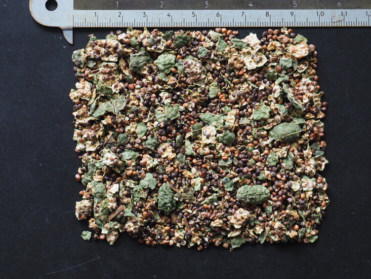 Kapernstrauch (Capparis spinosa)