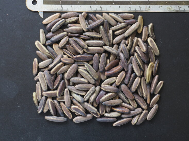 Flammenbaum (Delonix regia)