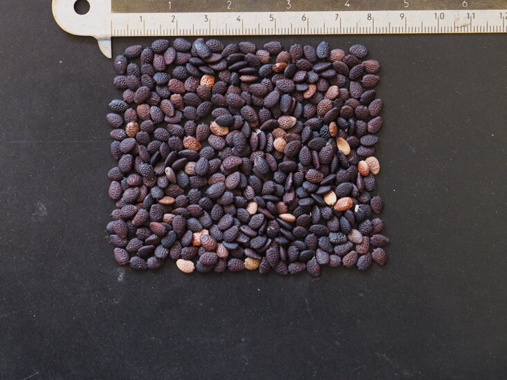 Maypop Passionsblume (Passiflora incarnata)