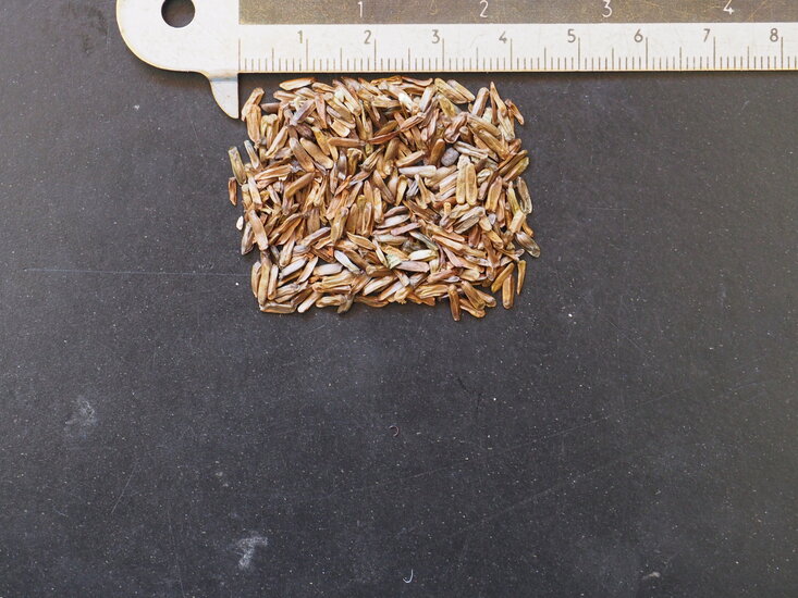 L&ouml;wenohr (Leonotis leonurus)