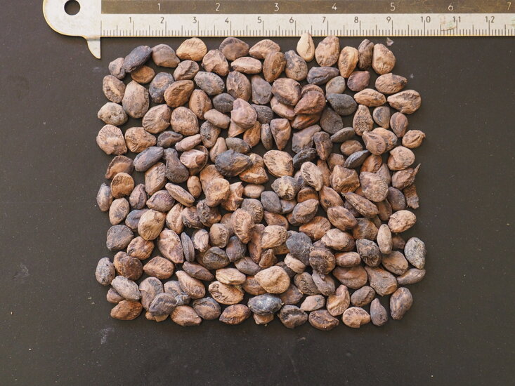 Wurstbaum (Kigelia africana)