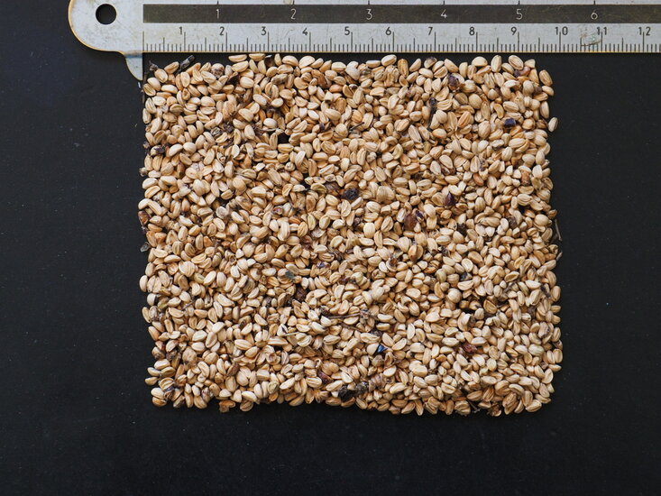 Mate (Ilex paraguariensis)