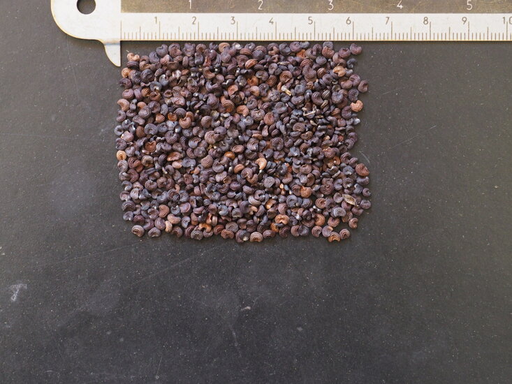 Fledermausblume (Tacca chantrieri)