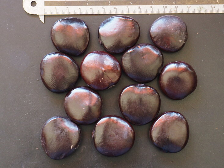 Afrikanisches Traumkraut (Entada rheedii)