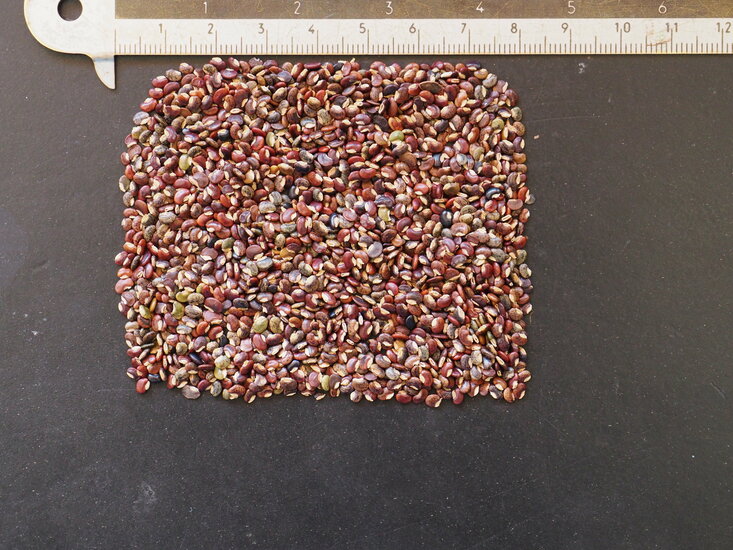 Telegraphenpflanze (Desmodium gyrans)