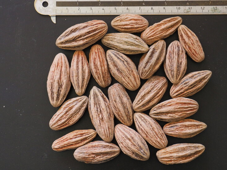 Taschentuchbaum (Davidia involucrata)