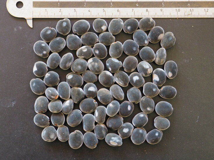 Schwarzer Perlenbaum (Majidea zanguebarica)