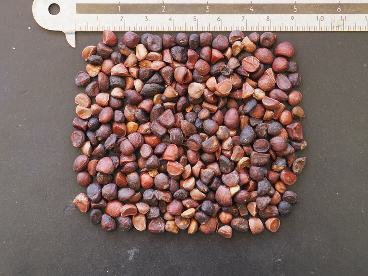 Goldene Champaca (Magnolia champaca)