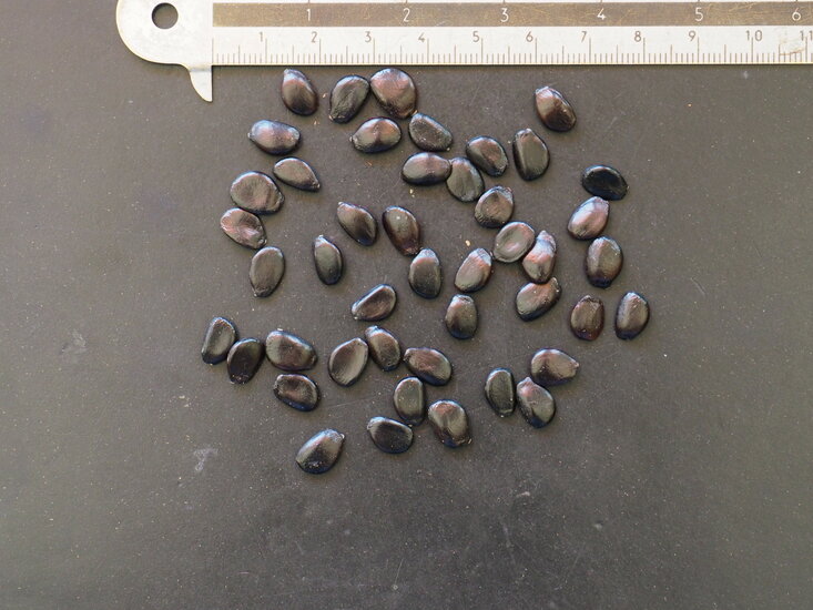 Gurkenstrauch (Decaisnea fargesii)