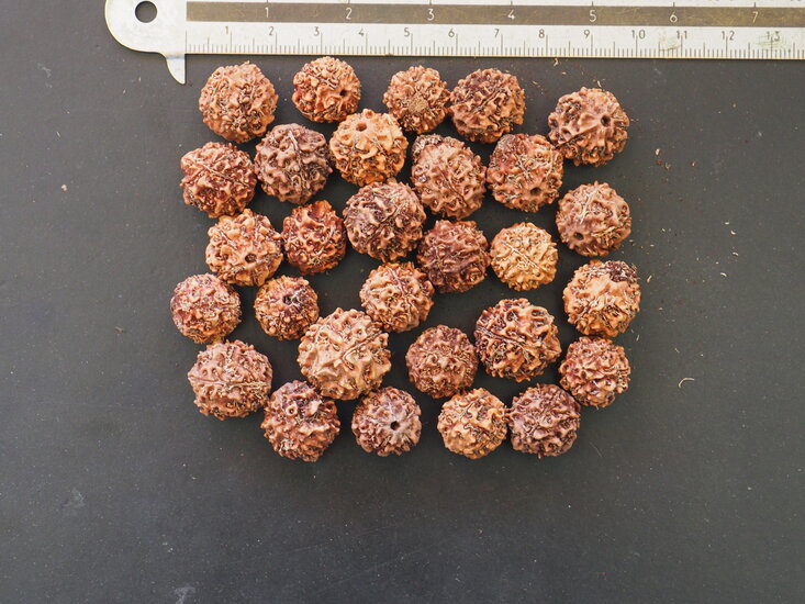 Blauer Quandong (Elaeocarpus angustifolius)