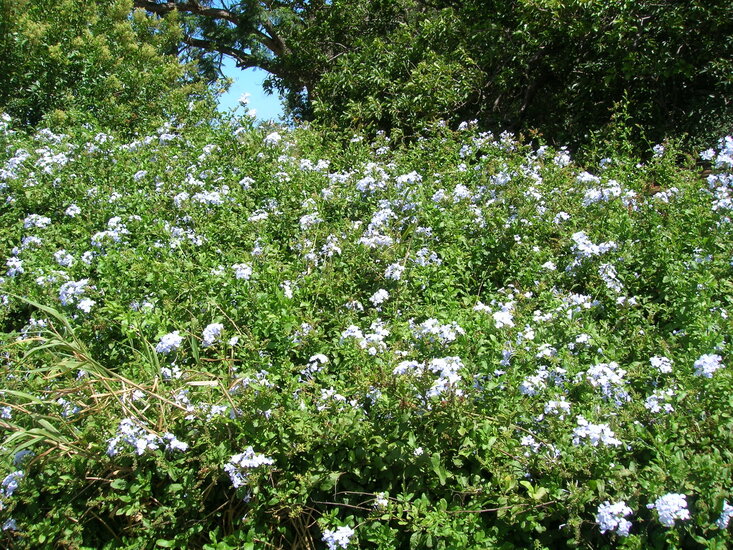 Plumbago (Plumbago auriculata)