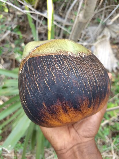 Palmyra-Palme (Borassus flabellifer)