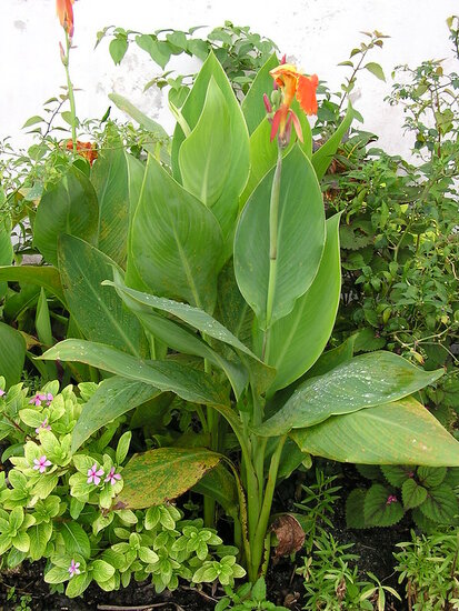 Indisches Blumenrohr (Canna indica)