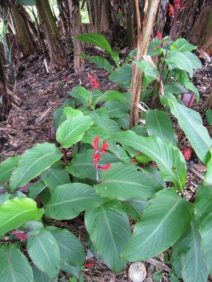 Indisches Blumenrohr (Canna indica)