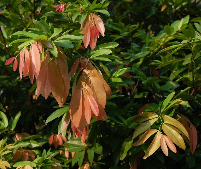 Nam-nam (Cynometra cauliflora)