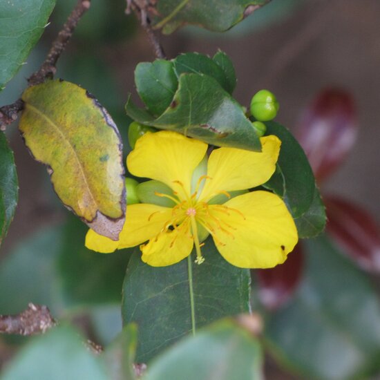 Mickey-Mouse-Pflanze (Ochna thomasiana)