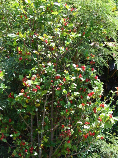 Mickey-Mouse-Pflanze (Ochna thomasiana)