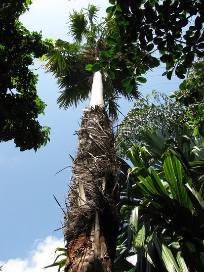F&auml;cherpalme (Saribus rotundifolia)