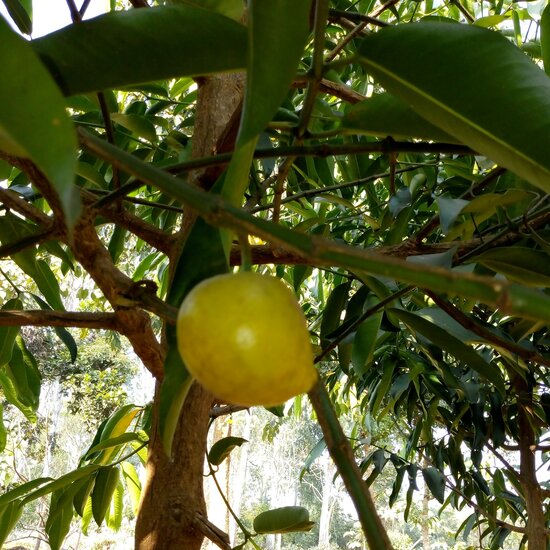 Moendoe (Garcinia xanthochymus)