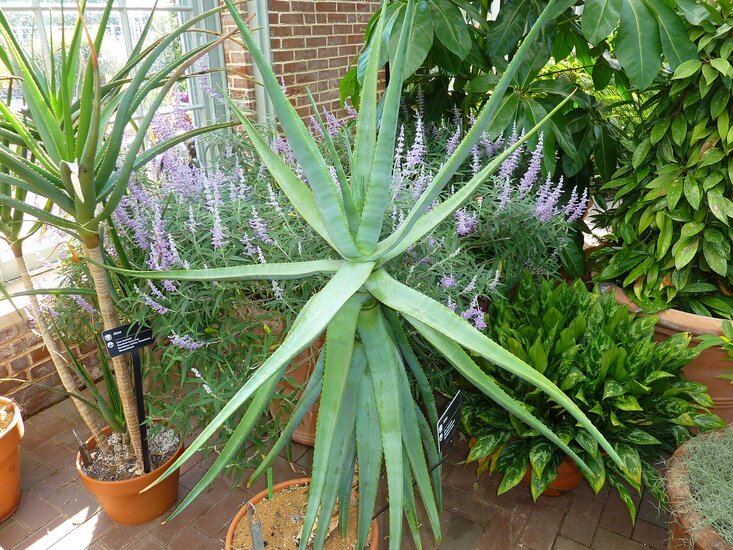 Katzenbart-Aloe (Aloe castanea)