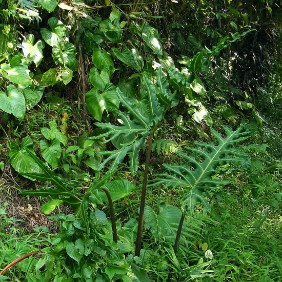 Alocasia (Alocasia portei)