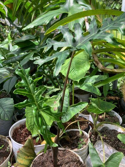 Alocasia (Alocasia portei)