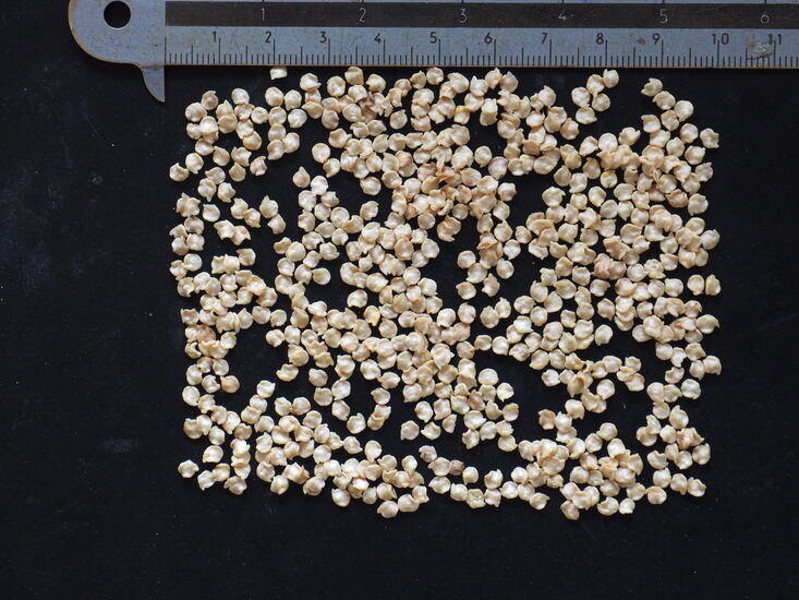 Bhut Jolokia-Chili (Capsicum chinense &#039;Bhut Jolokia&#039;)