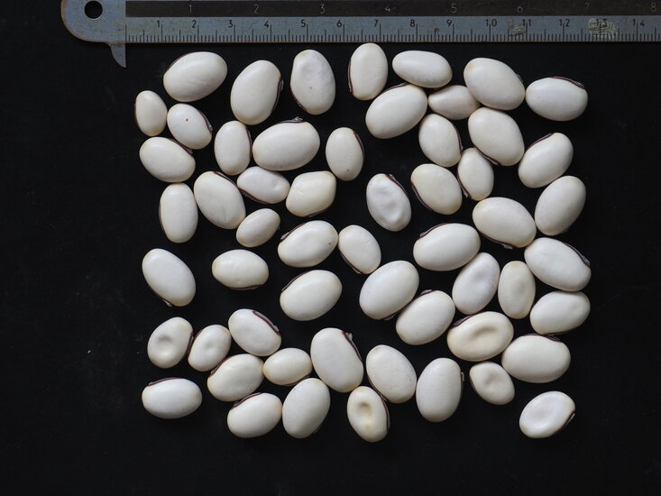 Jackbohne (Canavalia ensiformis)