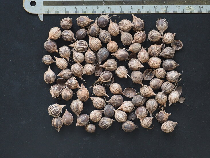 Seetraube (Coccoloba uvifera)