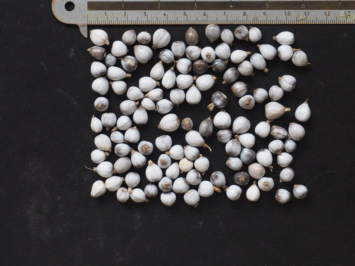 Hiobstr&auml;nen (Coix lacryma-jobi)