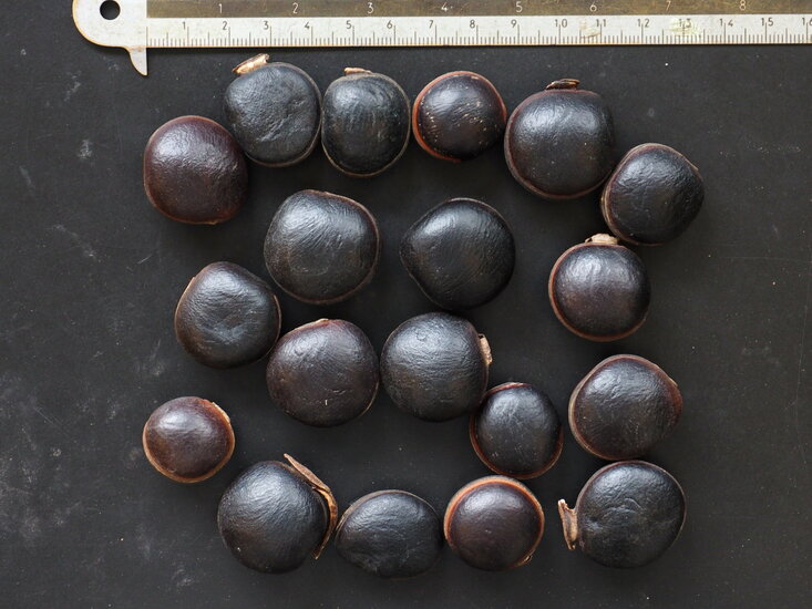 Seeportemonnaie (Dioclea reflexa)