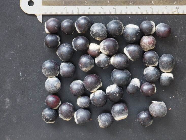 Seifenbeere (Sapindus saponaria)