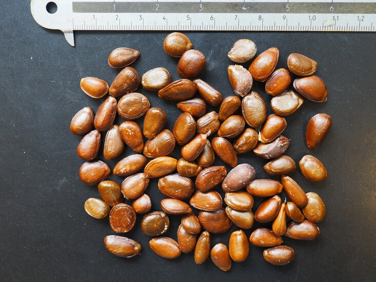 Cherimoya (Annona cherimola)