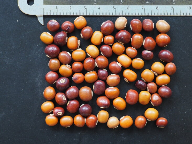 Fl&uuml;gelbohne (Psophocarpus tetragonolobus)