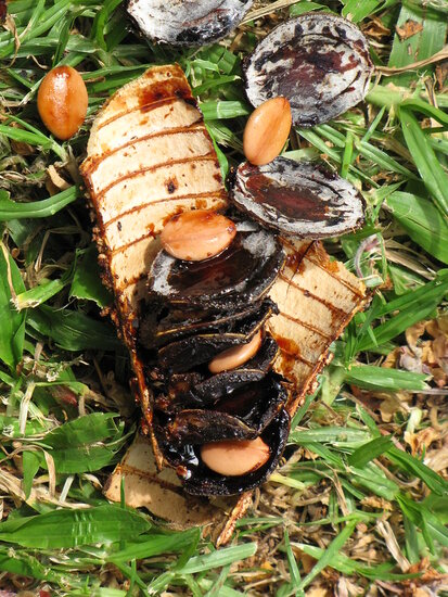 Rosa Regenbaum (Cassia grandis)