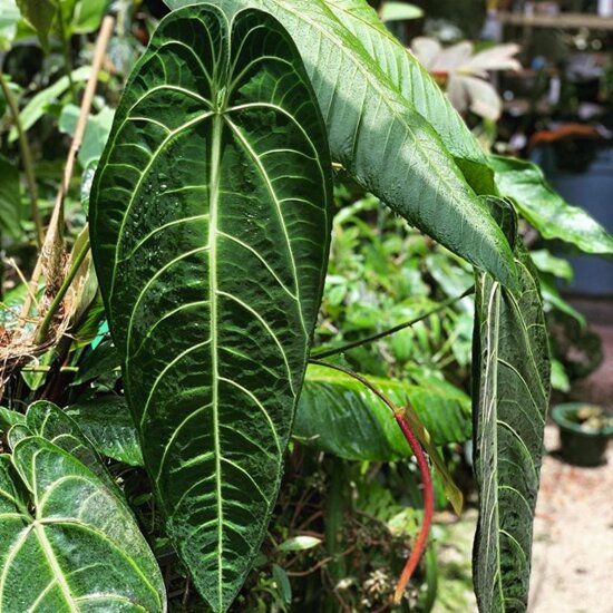 K&ouml;niginnen-Anthurium (Anthurium warocqueanum)