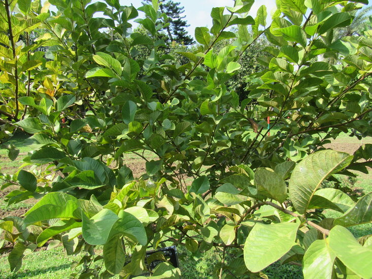 Guave (Psidium guajava)