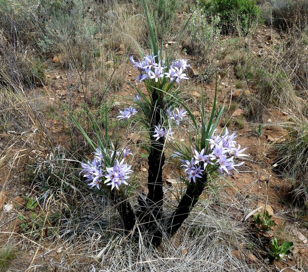 Schwarze Lilie (Xerophyta retinervis)