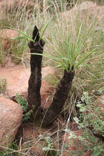 Schwarze Lilie (Xerophyta retinervis)
