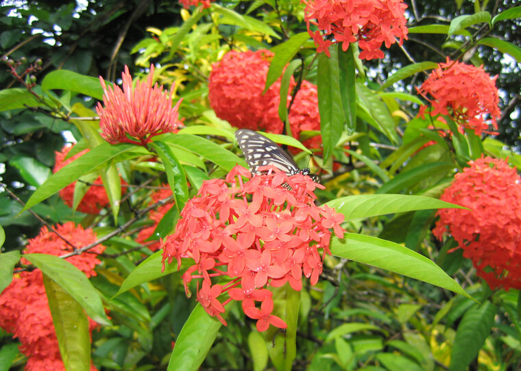 Pfauenblume (Ixora coccinea)