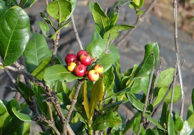 Pfauenblume (Ixora coccinea)