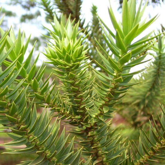 Paran&aacute;-Kiefer (Araucaria angustifolia)