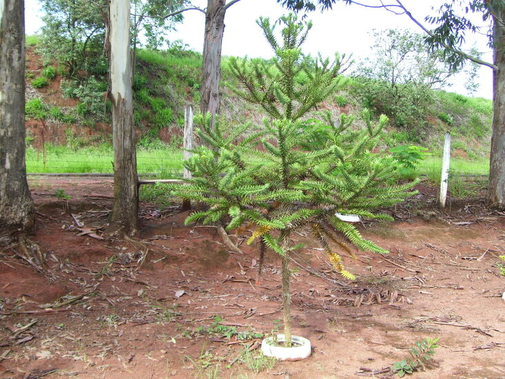 Paran&aacute;-Kiefer (Araucaria angustifolia)
