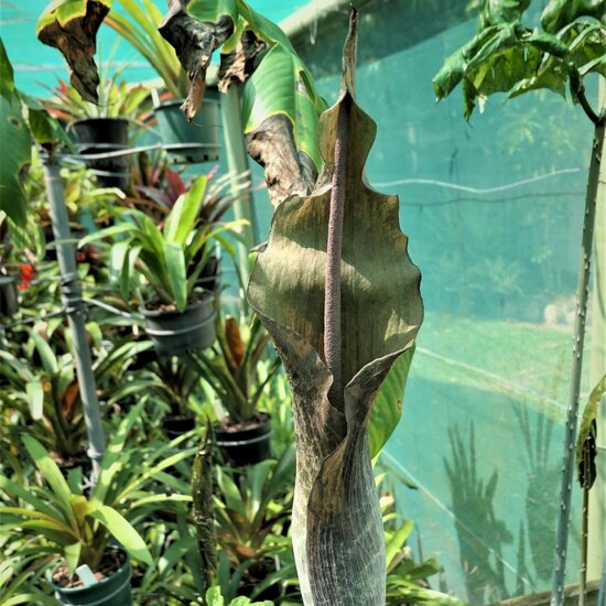Aronstab (Amorphophallus tenuistylis)