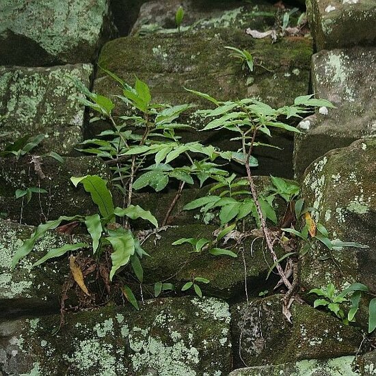 Aronstab (Amorphophallus tenuistylis)