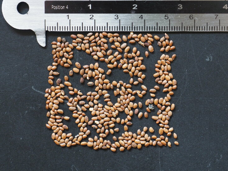 Sibirische Kiwi (Actinidia kolomikta)