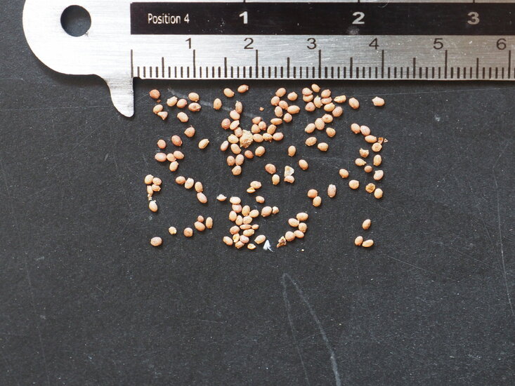 Silberrebe-Kiwi (Actinidia polygama)