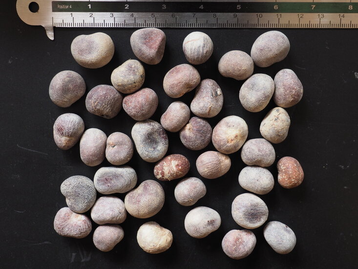 Suarez-Affenbrotbaum (Adansonia suarezensis)