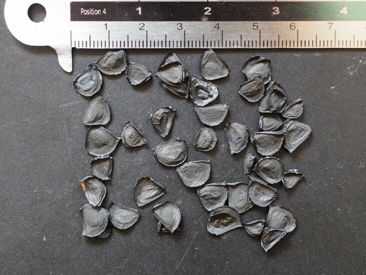 Tequila-Agave (Agave tequilana)